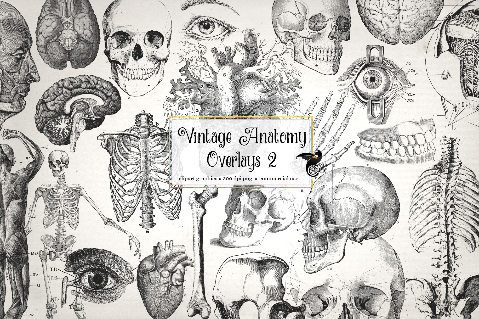 antique anatomy overlays vintage design set